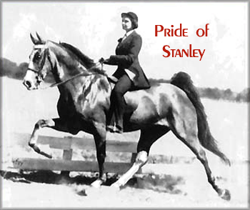 TENNESSEE WALKING HORSE PEDIGREE - PRIDE'S THRILL-A-GEE #19914121